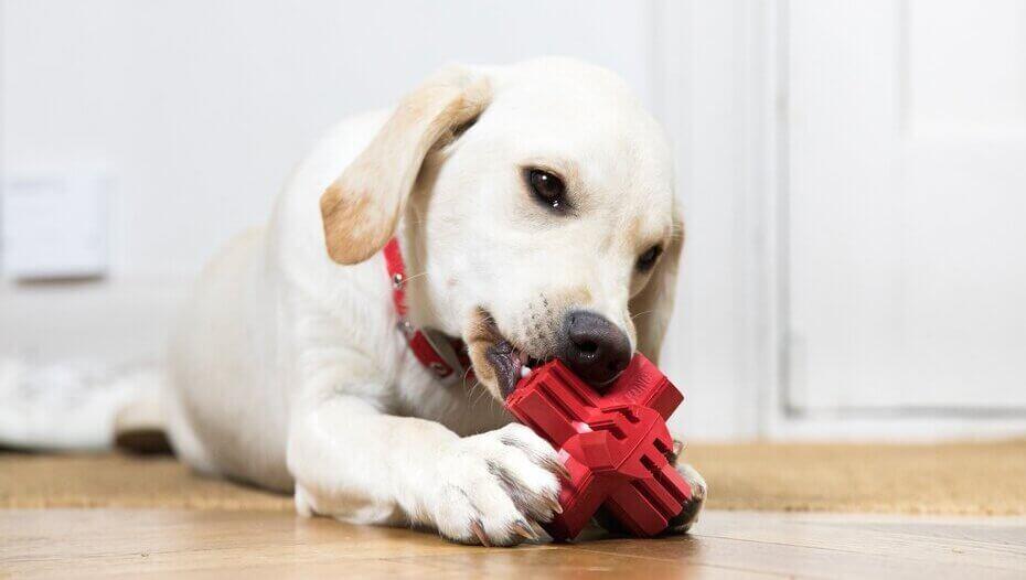 Safe things for puppies to chew deals on